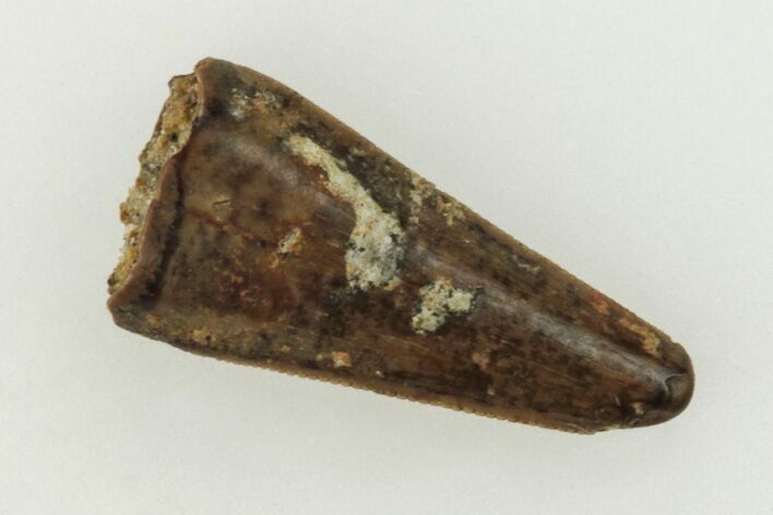 Fossil Theropod (Richardoestesia?) Tooth - Montana #204038